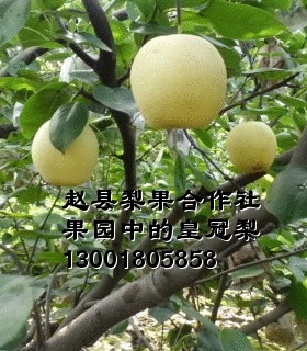 河北皇冠梨在我村开始销售了，有意者电议